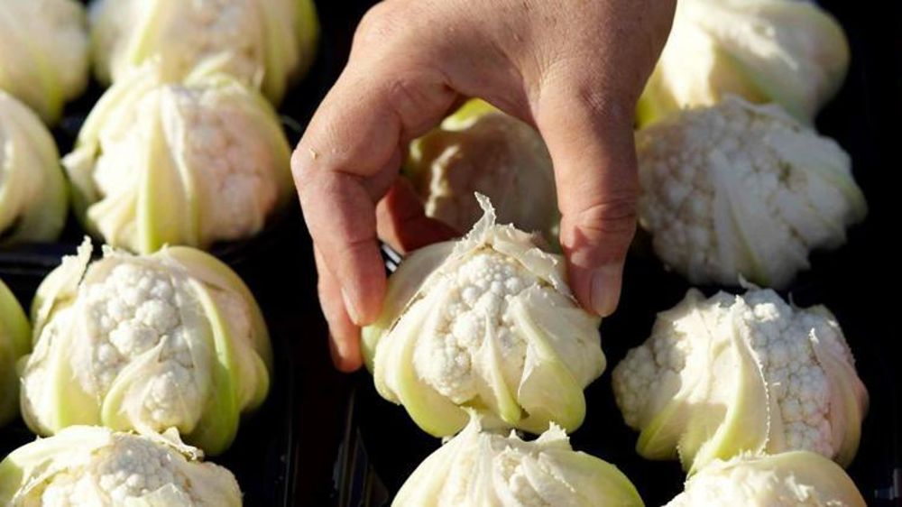 © Sica Saint-Pol-de-Léon – Facebook